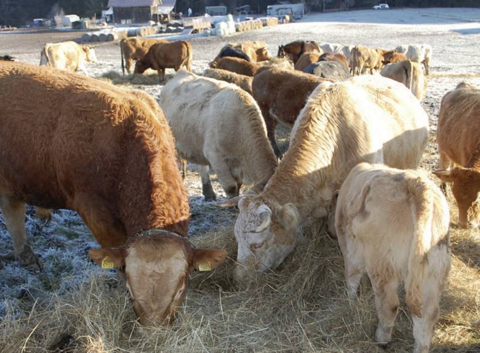 Občina Velike Lašče | Veterina